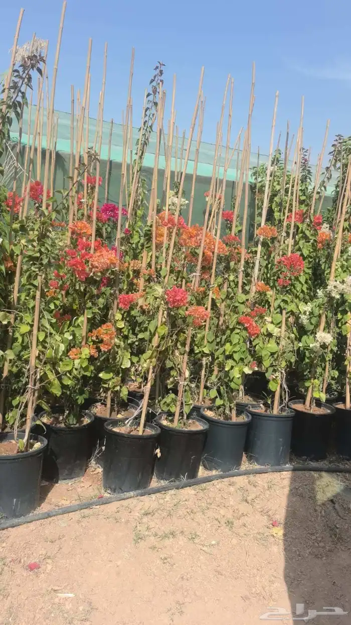 مشاتل الرياض للاشجار 0