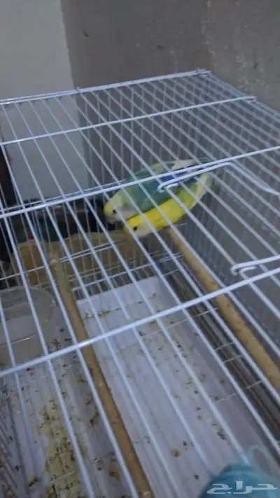 طيور زوجين index