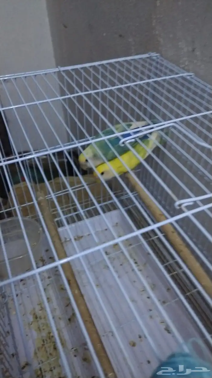 طيور زوجين 1