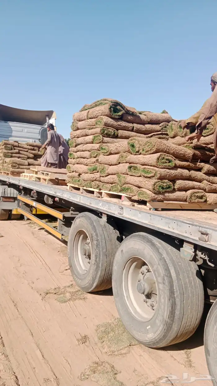 ثيل طبيعي صافي C2000 أمريكي مشروط 7