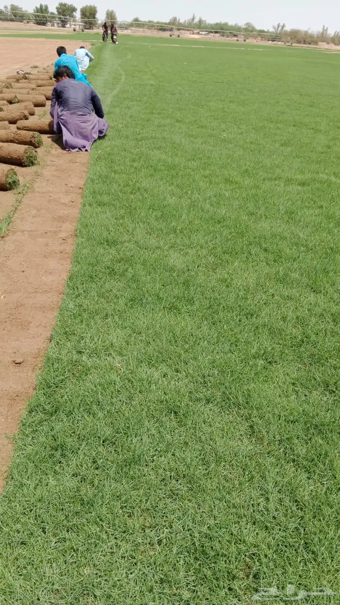 ثيل طبيعي صافي C2000 أمريكي مشروط 9