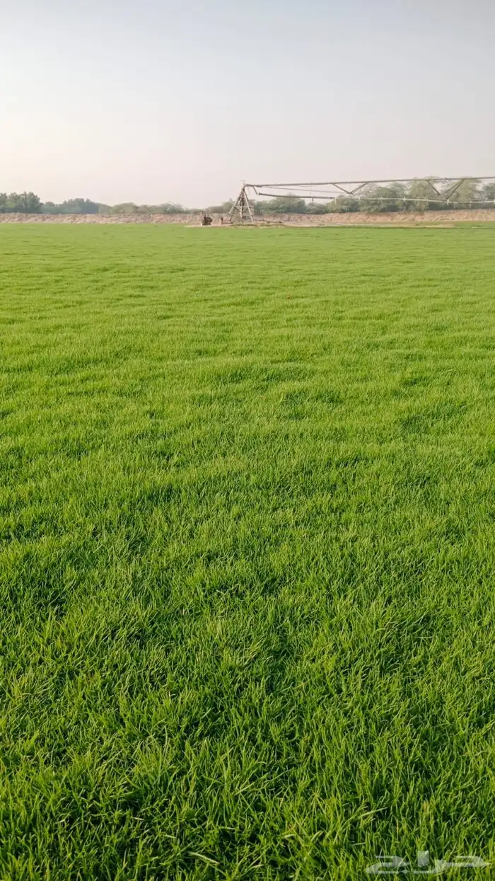 ثيل طبيعي صافي C2000 أمريكي مشروط 11