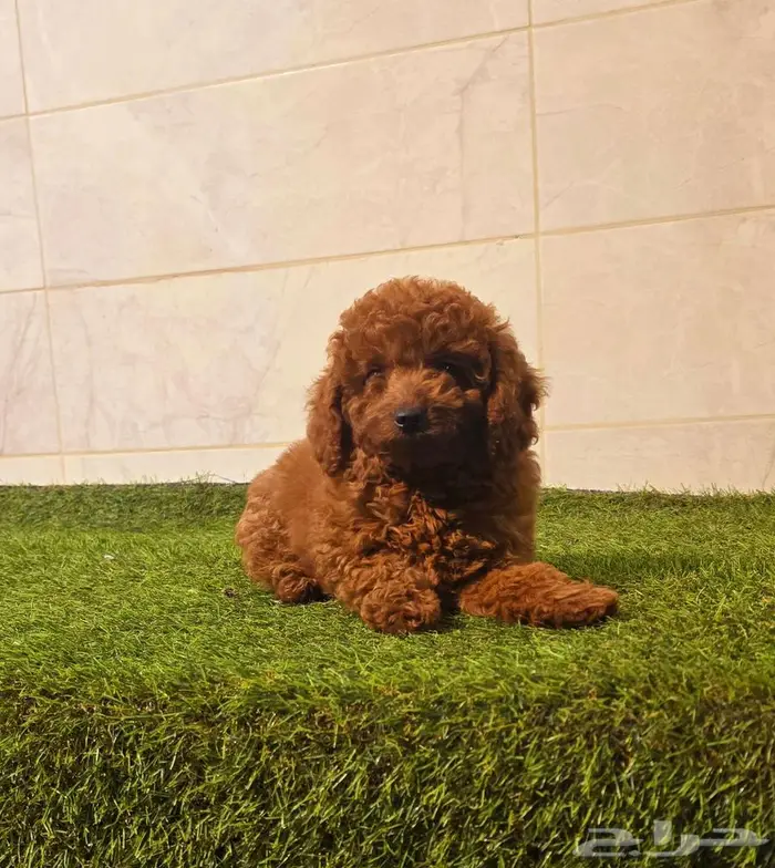 ميني توي بودل وبمرينيان ويوركي 1