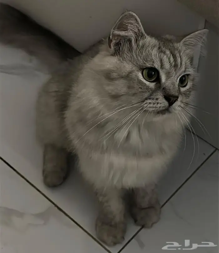 قط لتبني 0
