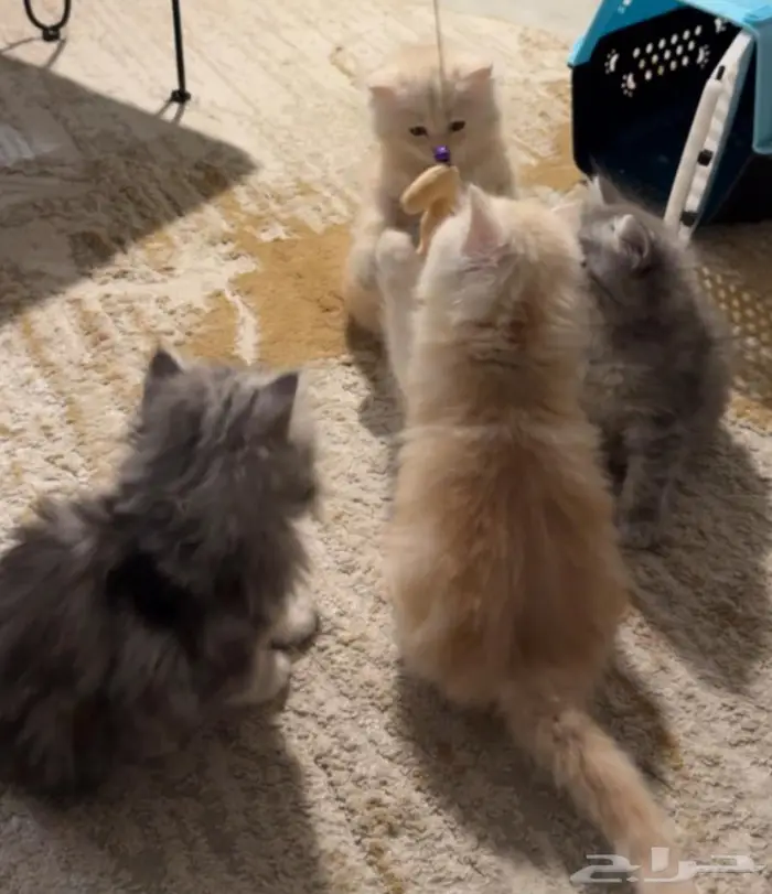 بيع قطط شيرازي بيور 1