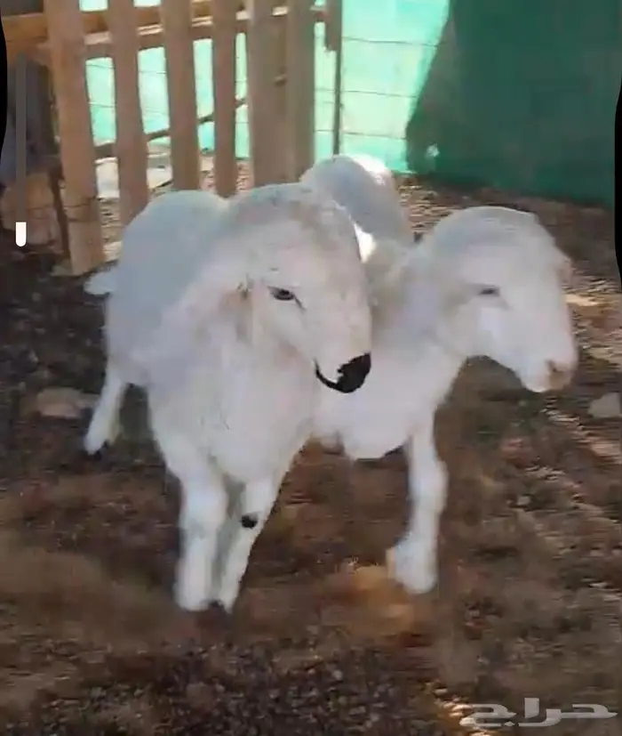 هرافي العمر ثلاث شهور 0