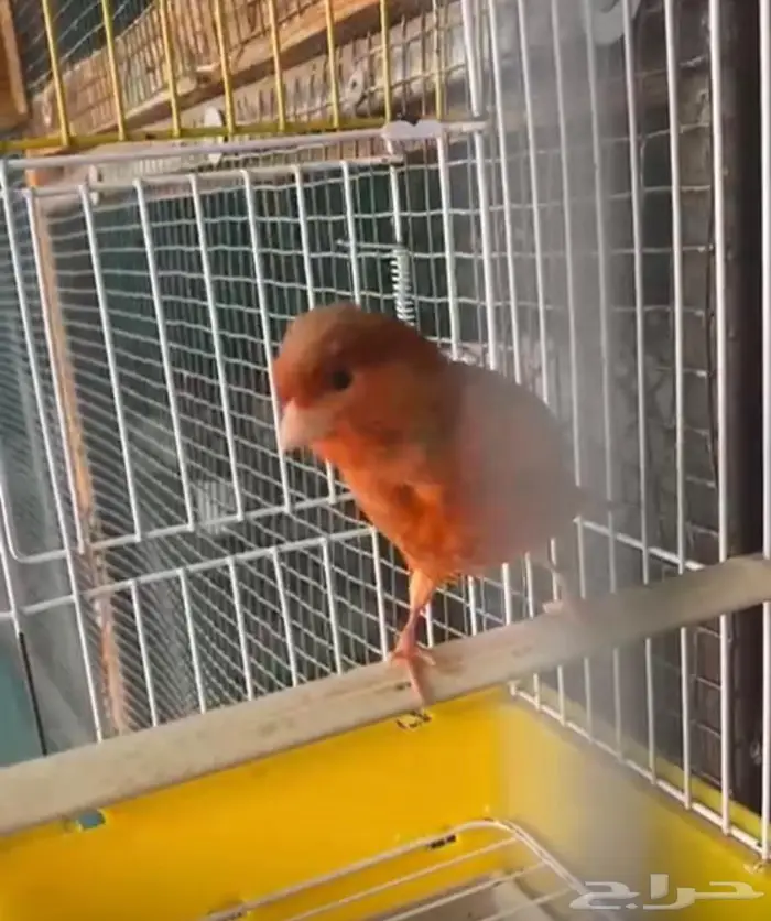 كناري اوروبي عدد 2 11