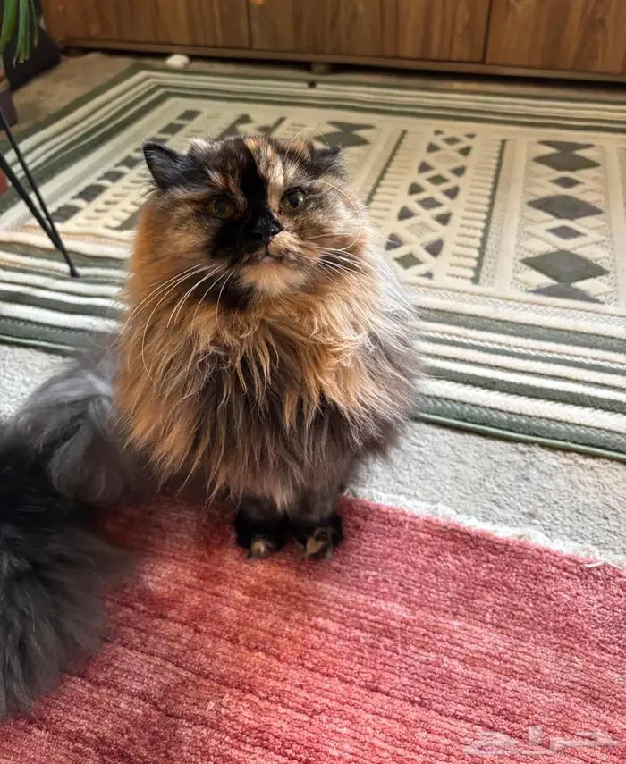 قطة سكوتش شيرازي 0