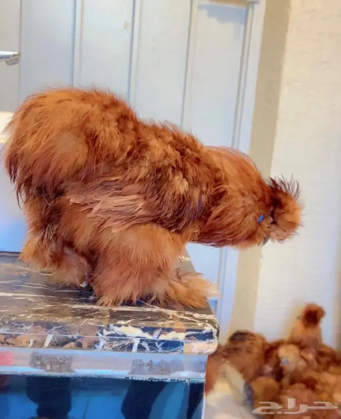 دجاج قطني ( اساس خوارج ) 7