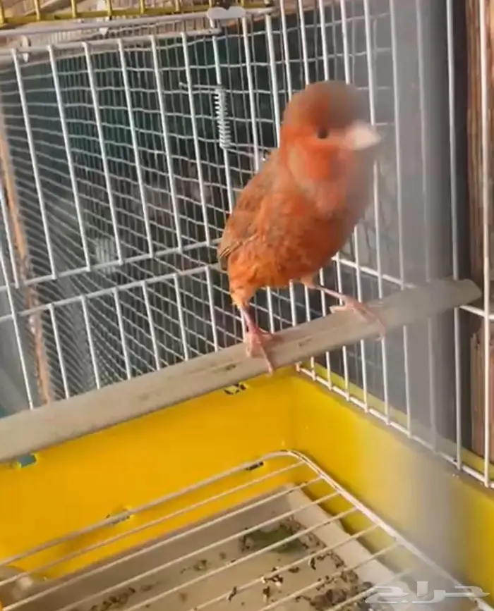 كناري اوروبي عدد 2 13