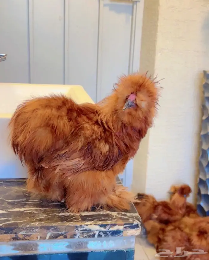 دجاج قطني ( اساس خوارج ) 6