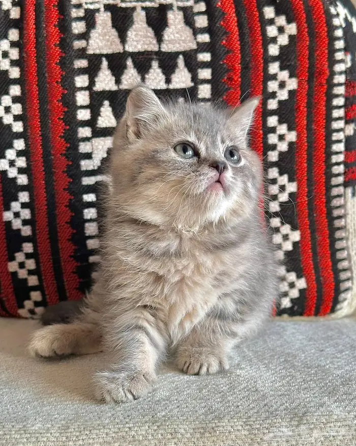 قطط سكوتش للبيع 0