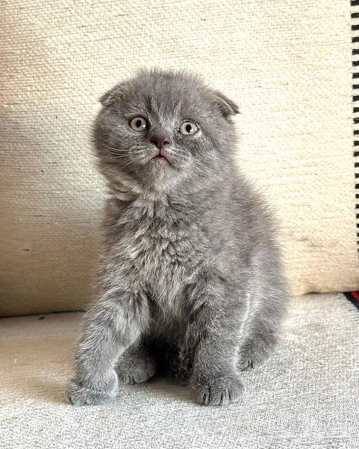 قطط سكوتش للبيع 1