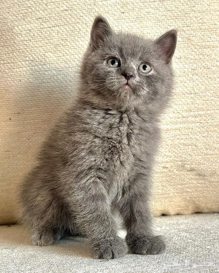 قطط سكوتش للبيع 4