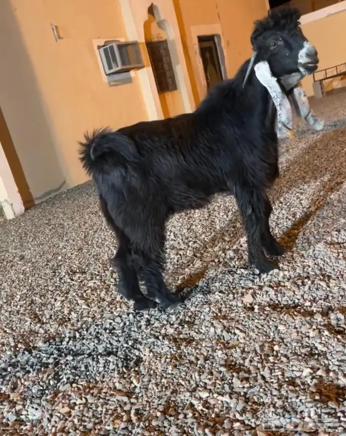 جذع عارضي كفو صنف معرف تعريف قوي 1