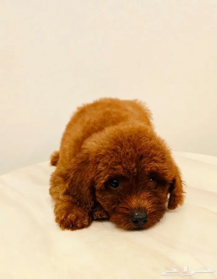 ميني توي بودل وبمرينيان ويوركي 14