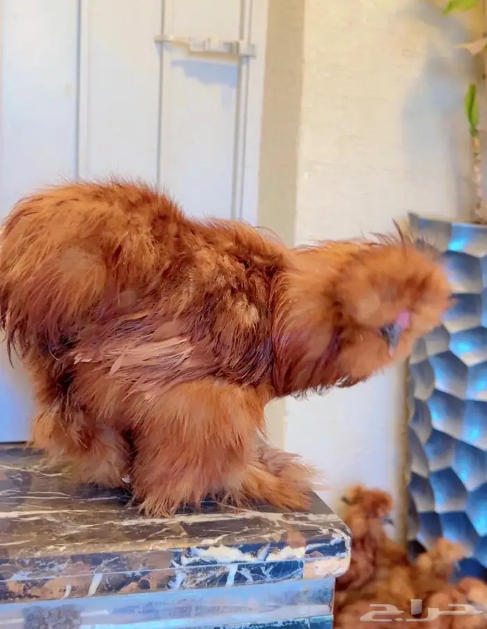 دجاج قطني ( اساس خوارج ) 9