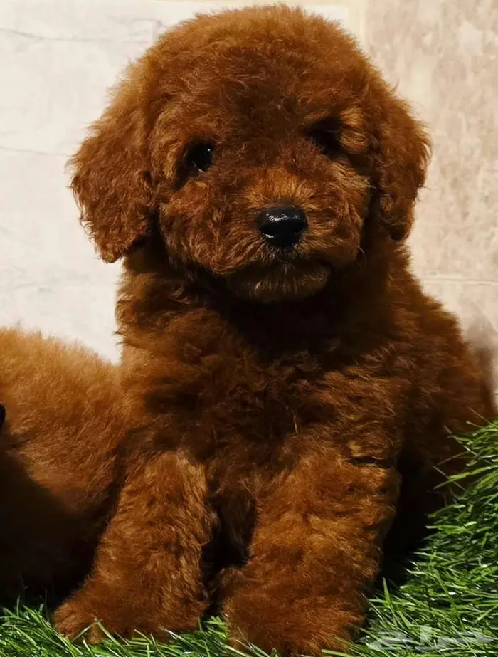 ميني توي بودل وبمرينيان ويوركي 6