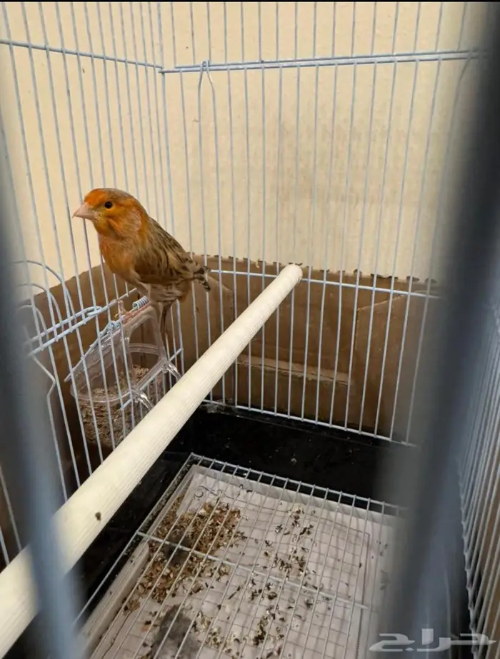 كناري اوروبي عدد 2 4