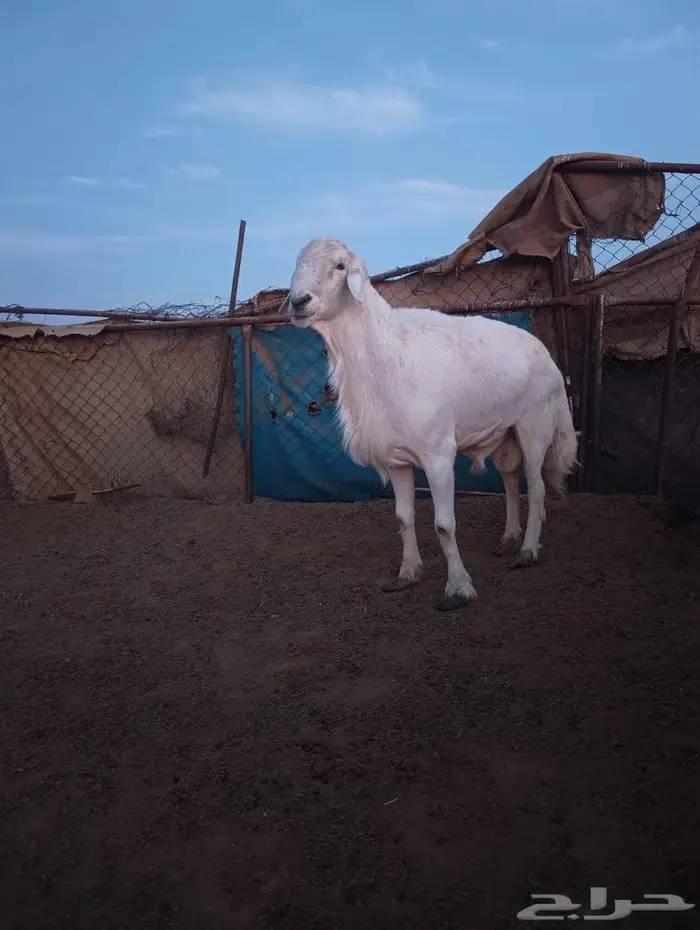 فحل حري فاخر 1