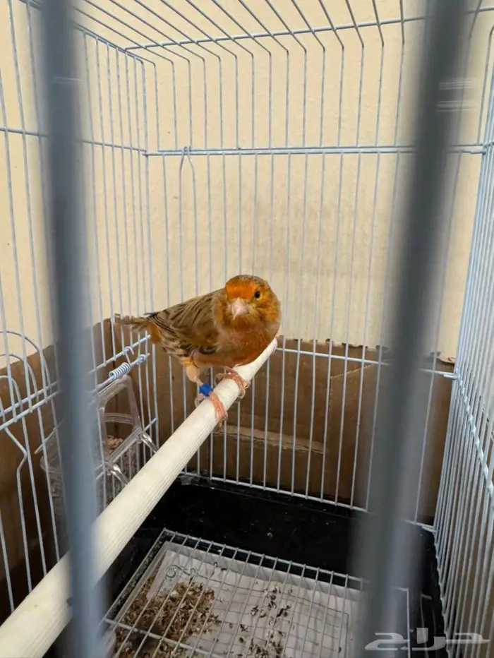 كناري اوروبي عدد 2 0