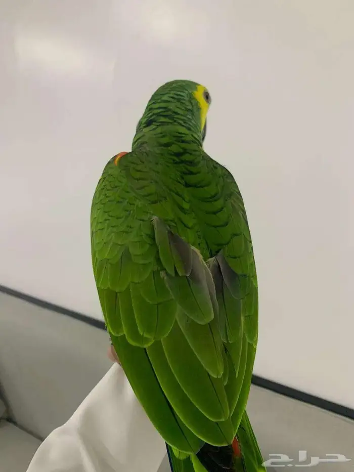 طير امزوني بلوفرنتد 2