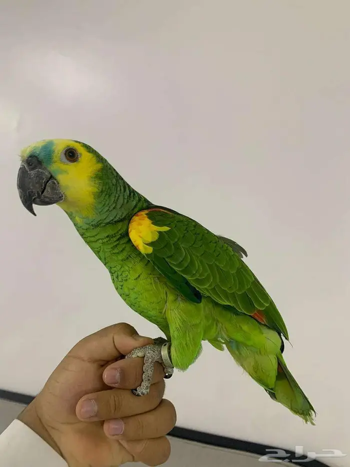 طير امزوني بلوفرنتد 0