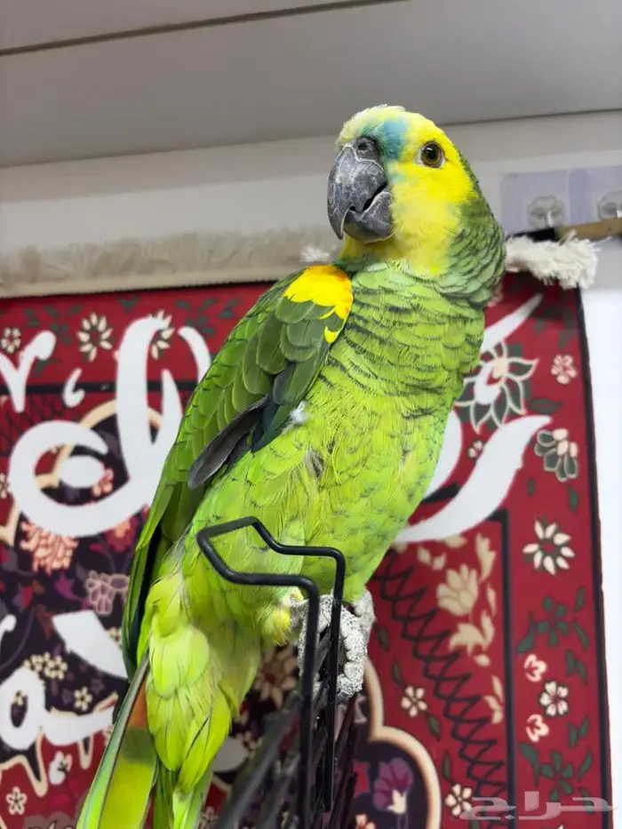 طير امزوني بلوفرنتد 1