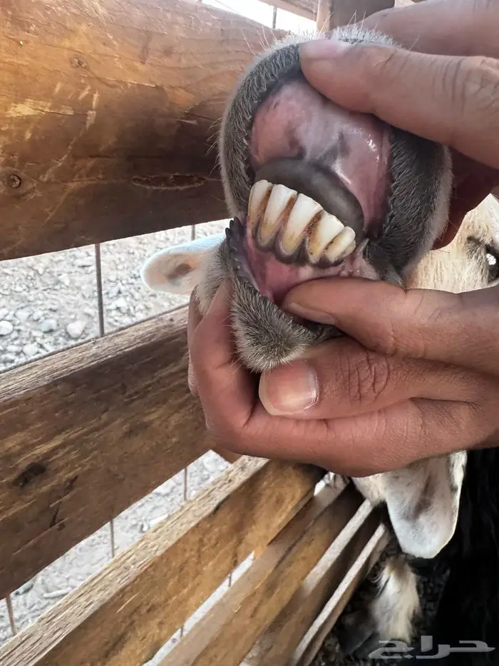 رخال نجد ولد ودفيع شرط على السونار وصغار سن غنم مراح 9