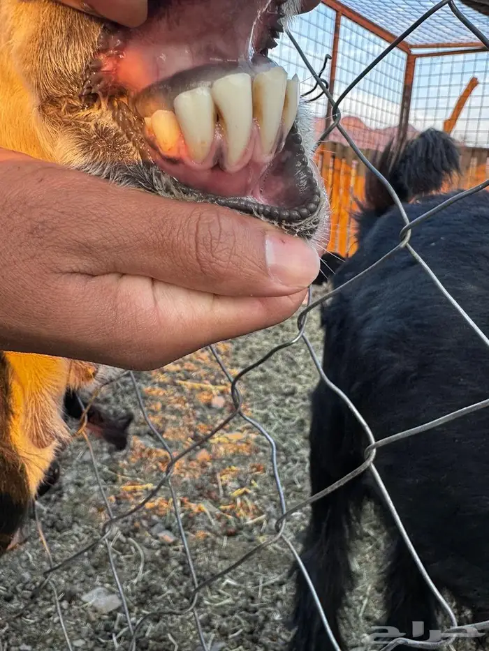 رخال نجد ولد ودفيع شرط على السونار وصغار سن غنم مراح 7