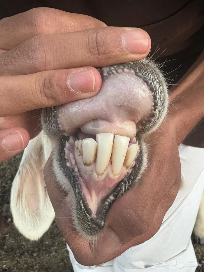 رخال نجد ولد ودفيع شرط على السونار وصغار سن غنم مراح 6