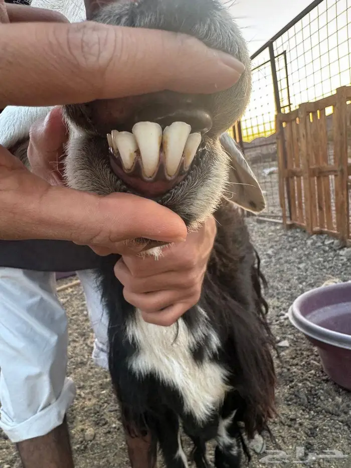 رخال نجد ولد ودفيع شرط على السونار وصغار سن غنم مراح 5