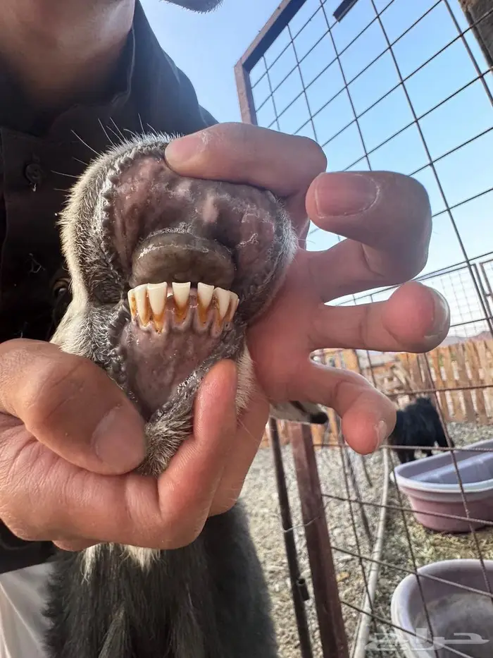 رخال نجد ولد ودفيع شرط على السونار وصغار سن غنم مراح 8