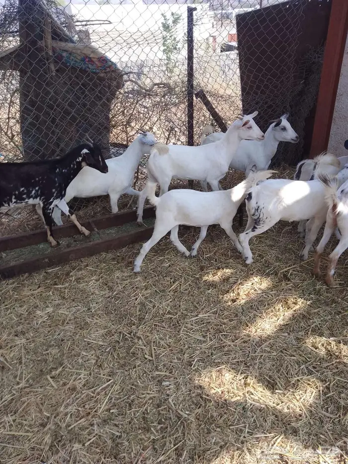 جفير العدد 20 1