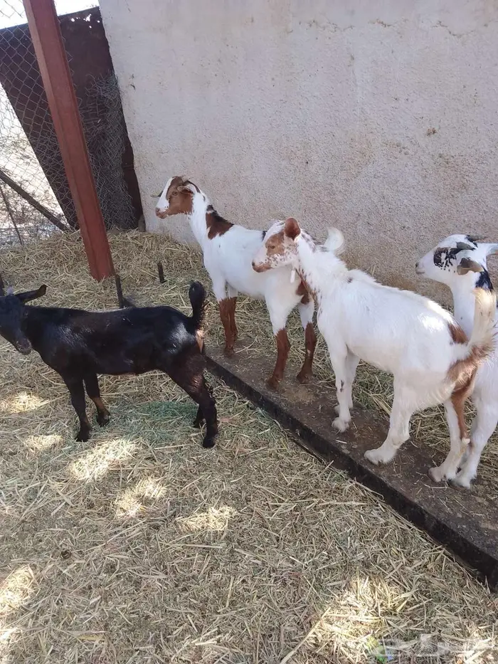 جفير العدد 20 0