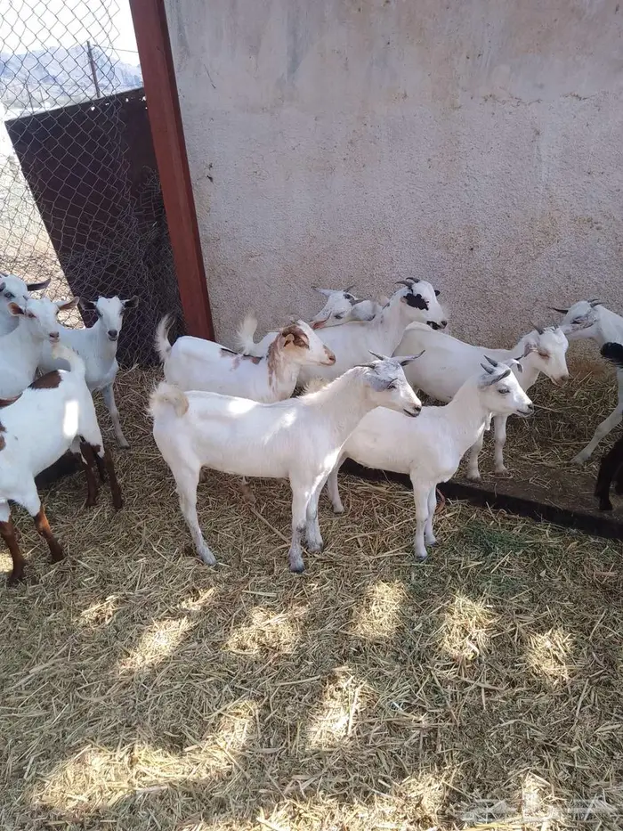 جفير العدد 20 6