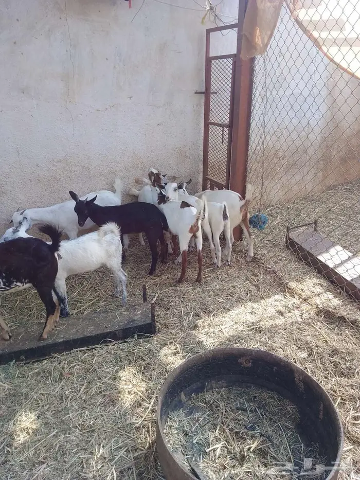 جفير العدد 20 2