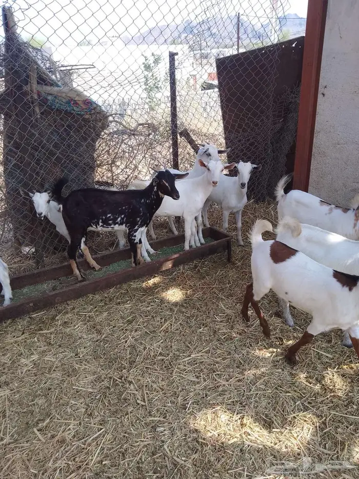 جفير العدد 20 7