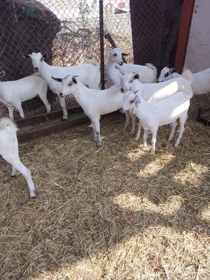 جفير العدد 20 3