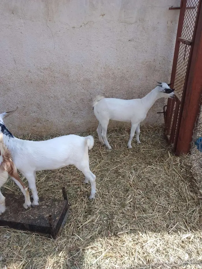 جفير العدد 20 11