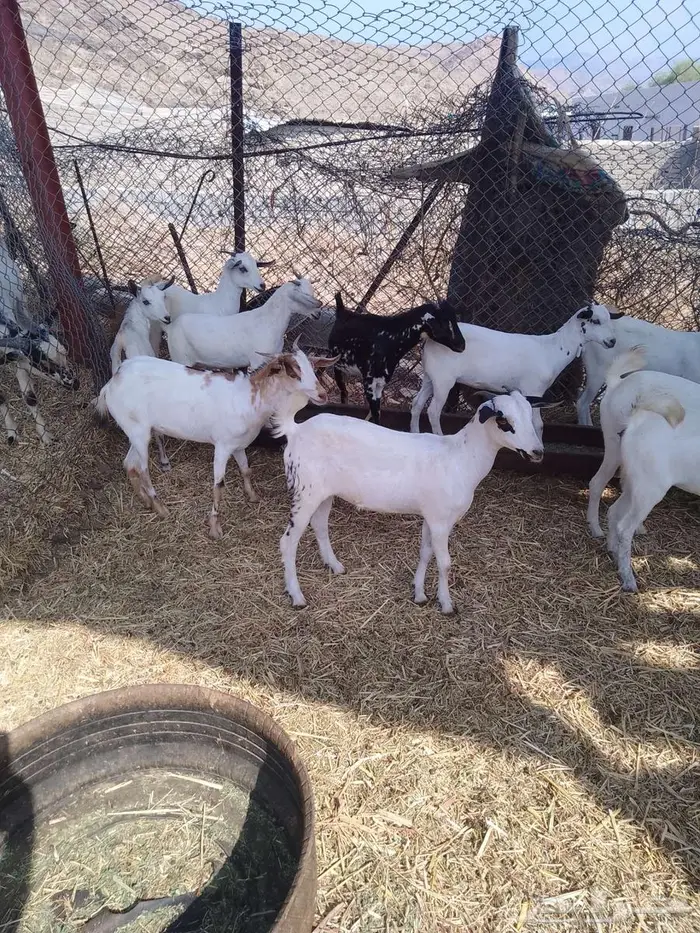 جفير العدد 20 4