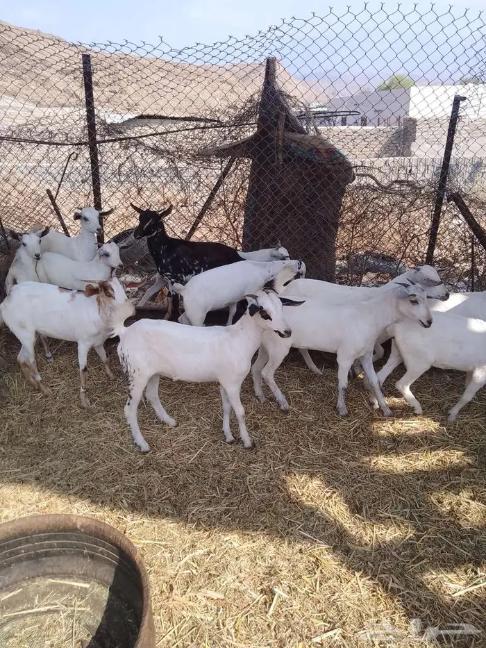 جفير العدد 20 8