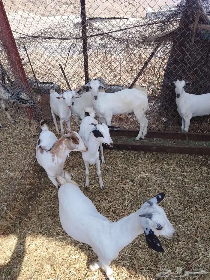 جفير العدد 20 9