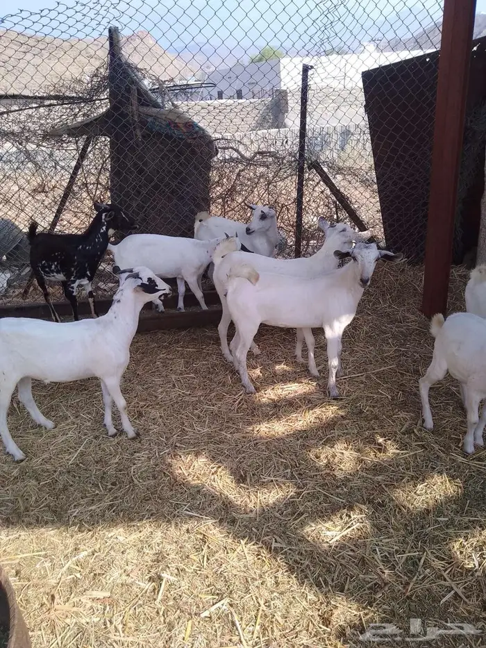 جفير العدد 20 10