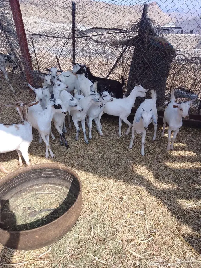 جفير العدد 20 5