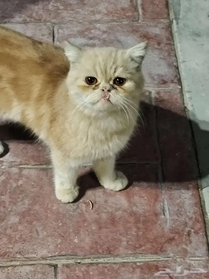 الجش حي الرايه 0