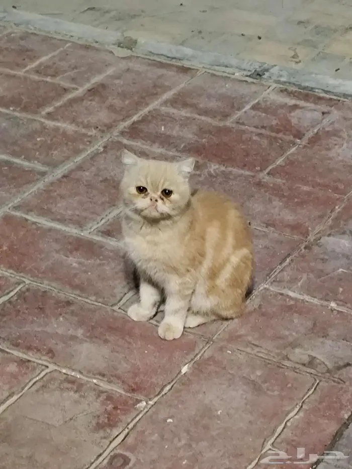 الجش حي الرايه 1