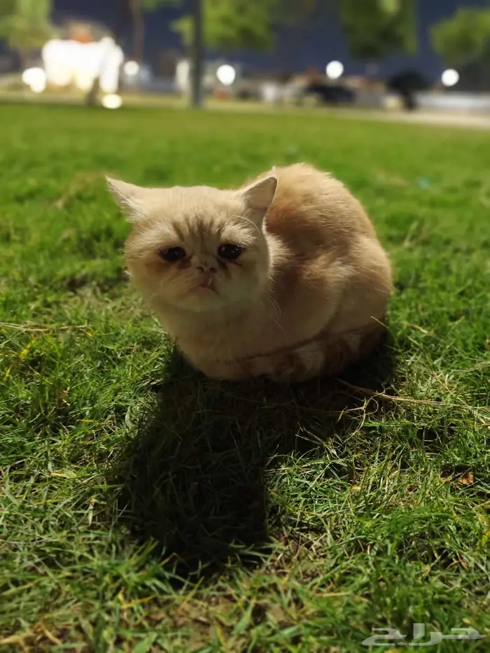 الجش حي الرايه 2