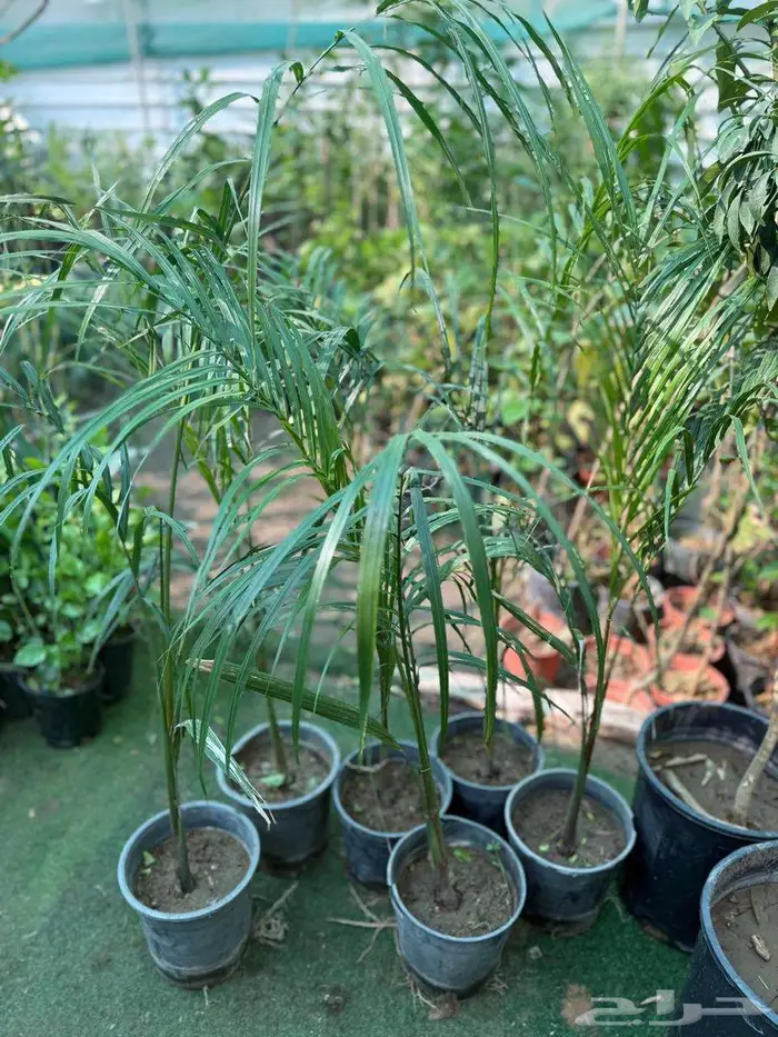 شتلات عصفور الجنه   نخيل ملوكي 0