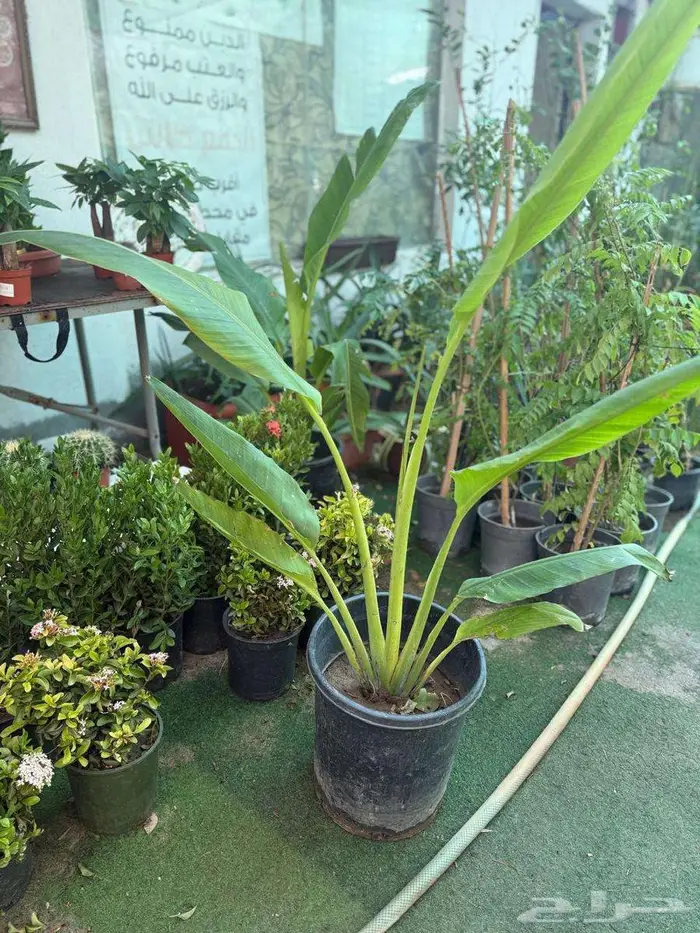 شتلات عصفور الجنه   نخيل ملوكي 1